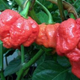 Illustration for article titled The 2 Million SHU Trinidad Moruga Scorpion Pepper Is the Worlds Hottest